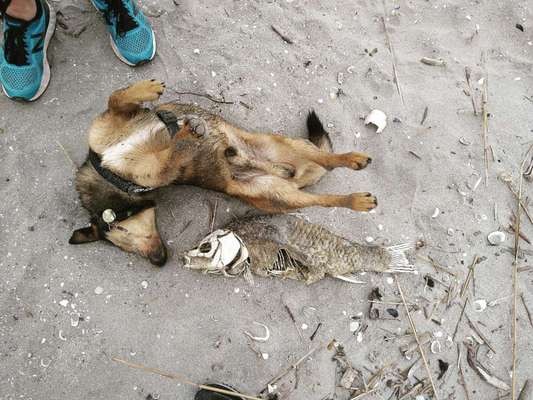 Dogorama Photo Challenge - Zeigt her eure Bäuche-Beitrag-Bild