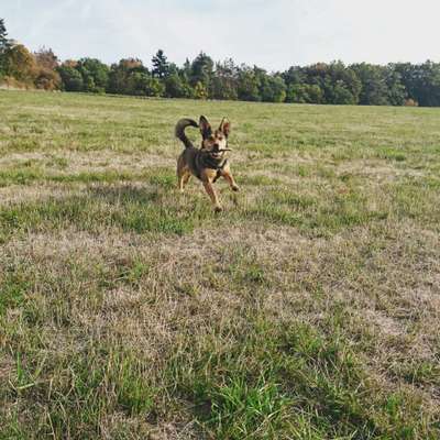 Foto Challenge Nr. 137 - Lass die Ohren fliegen-Beitrag-Bild