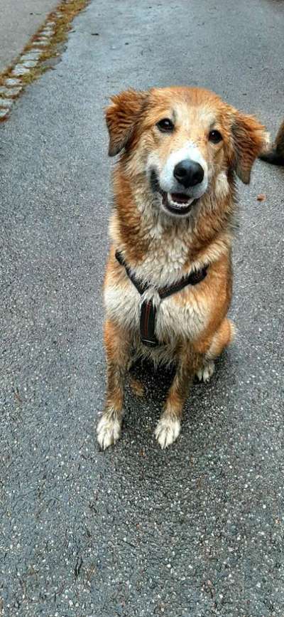 Die Dogorama Wochen Challenge: “Regenspaziergänge"-Beitrag-Bild