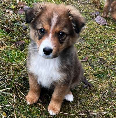 Hundetreffen-Gassi Runde-Profilbild