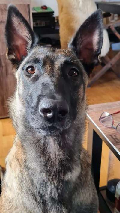 Deutsche Schäferhunde, Belgische Schäferhunde.-Beitrag-Bild