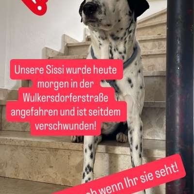 Suchmeldung-Sissi-Bild