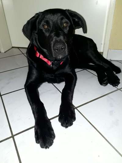 Welpen Bilder !-Beitrag-Bild