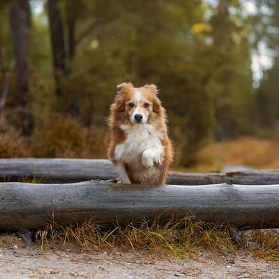 Hundetreffen-Hundekumpels gesucht-Bild