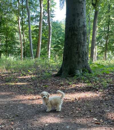 Dogorama Photo Challenge - Märchenwald-Beitrag-Bild