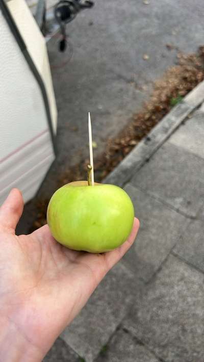 Giftköder-Mit Zahnstocher gespickter Apfel-Bild