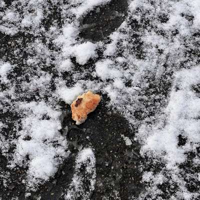 Giftköder-Giftköder auf Toast-Bild