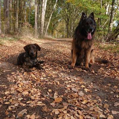 Hundetreffen-Gassirunde-Bild