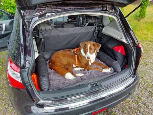 Die Dogorama Wochen Challenge-Beitrag-Bild