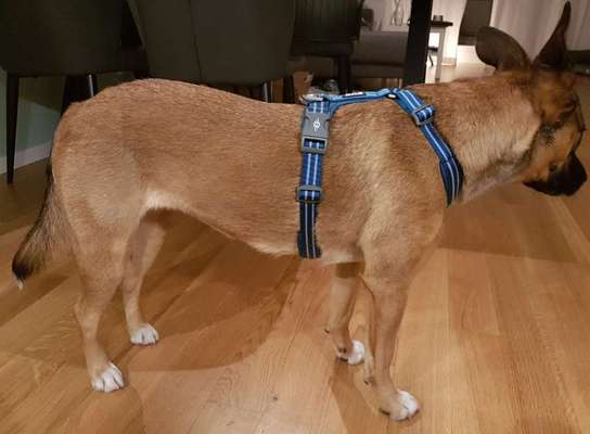 Wie sitzt mein Geschirr?-Beitrag-Bild