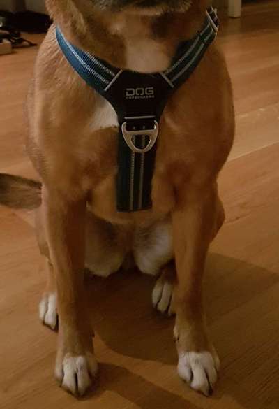 Wie sitzt mein Geschirr?-Beitrag-Bild