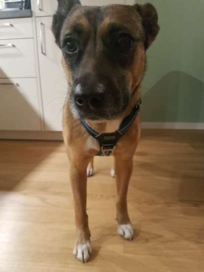 Wie sitzt mein Geschirr?-Beitrag-Bild