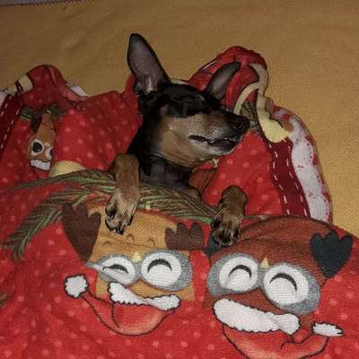 Dogorama Photo Challenge - Einmal lächeln bitte-Beitrag-Bild