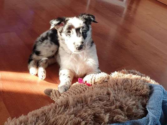 Alles rund um den Schäferhund, diskutieren erwünscht.-Beitrag-Bild