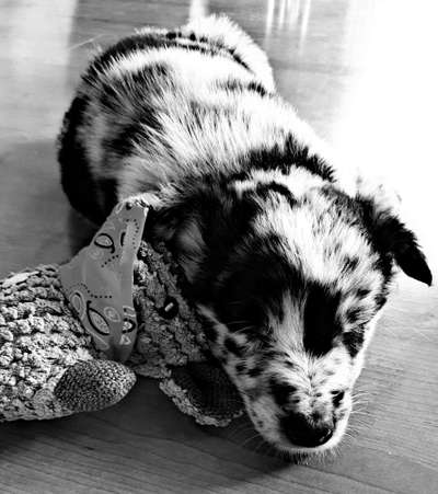 Foto-Challenge 76: Foto in Schwarz-Weiss-Beitrag-Bild