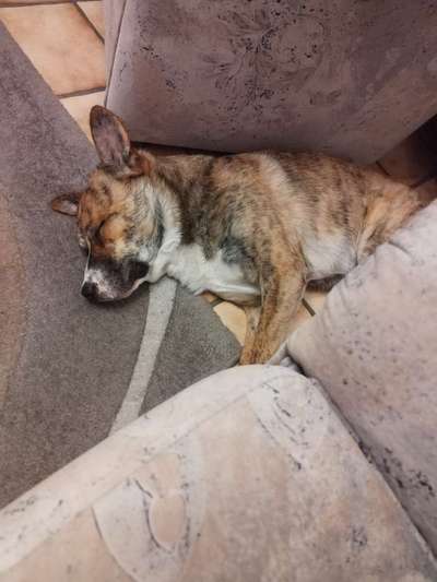 TierschutzhundeStammtisch🐕-Beitrag-Bild