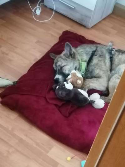 Chow Chows?-Beitrag-Bild