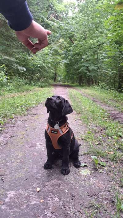 Hundetreffen-Gassirunde und Spaß am Spielen-Bild