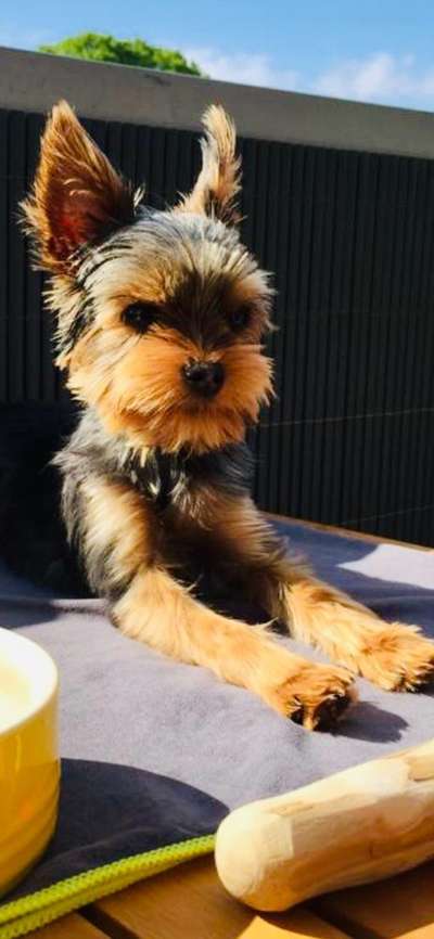 yorkshire Terrier austausch-Beitrag-Bild