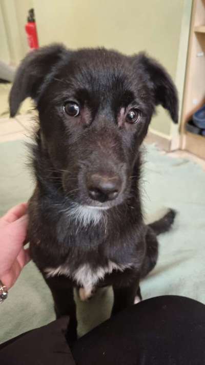 Dackelblick-Beitrag-Bild