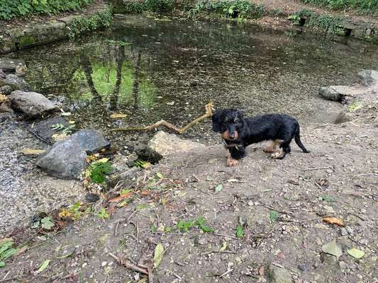 Dackelchen-Beitrag-Bild