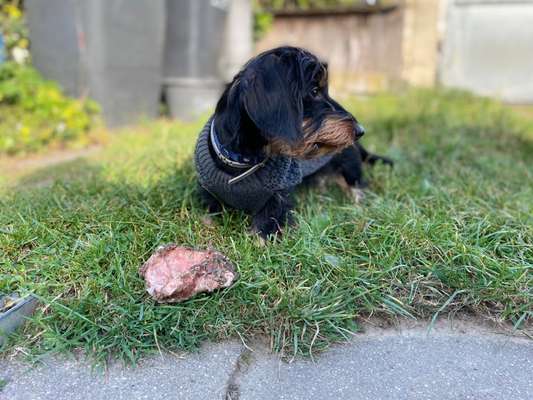 Die Dogorama Kalender Challenge Titelbild-Beitrag-Bild