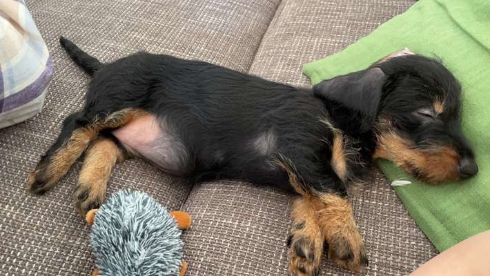 Welpen Bilder !-Beitrag-Bild