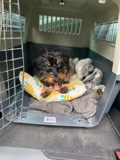 Fotochallenge Nr. 59 - Mein Hund zeigt die Zunge-Beitrag-Bild