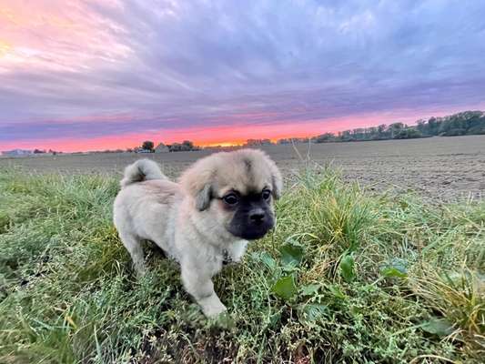 Seltene Rassen!-Beitrag-Bild