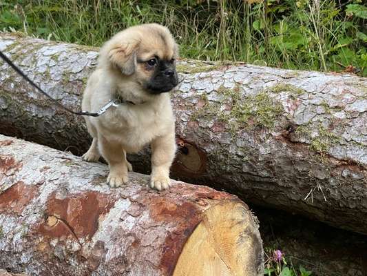 Tibet Spaniel-Beitrag-Bild