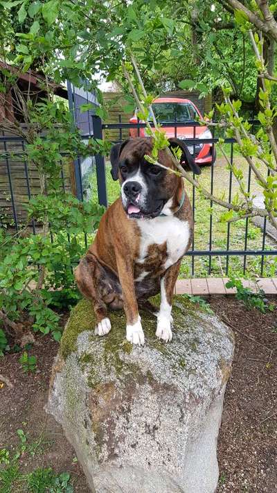 Dogorama Photo Challenge - Steine/Felsen-Beitrag-Bild