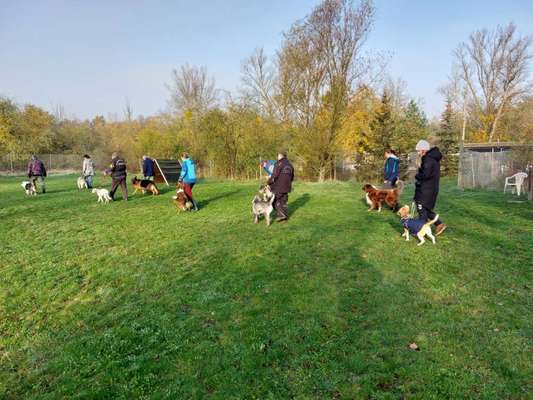 Hundeschulen-Hundesportverein Waldsee e.V.-Bild