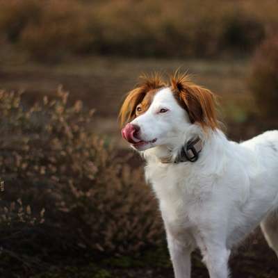 Hundetreffen-Gemeinsame Gassi Runden-Profilbild