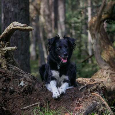 Hundetreffen-Übungsspatziergang mit Möglichkeit zum späteren Spielen-Bild