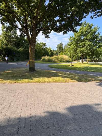 Giftköder-Eichenprozessionsspinner-Bild
