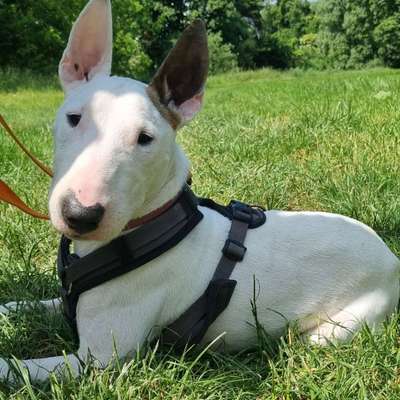 Hundetreffen-Gemeinsames Gassi gehen-Bild