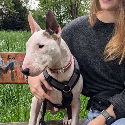 Hundetreffen-Gemeinsames Gassi gehen-Bild