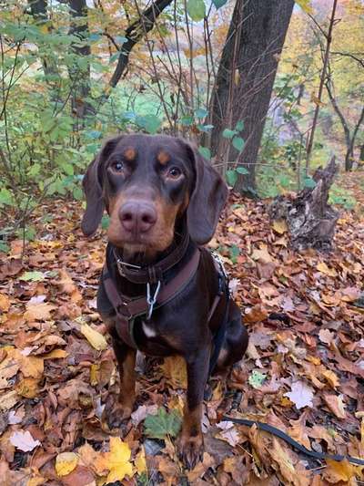 Sind hier Deutsch Kurzhaar/ Jagdhunde?-Beitrag-Bild