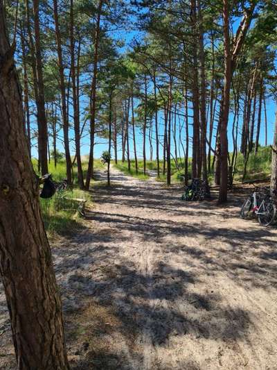 Hundeurlaub In Deutschland-Beitrag-Bild