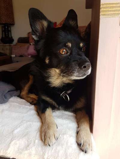 Die Dogorama Kalender Challenge 4/4-Beitrag-Bild