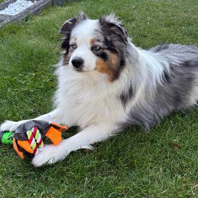 Hundetreffen-Junghunde in Schiffweiler-Bild