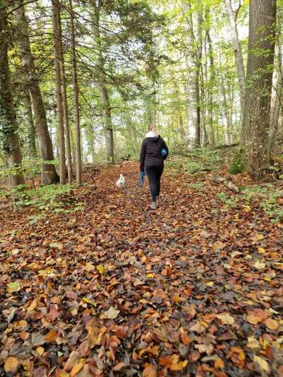 Hundetreffen-Gemeinsamer Spaziergang-Bild