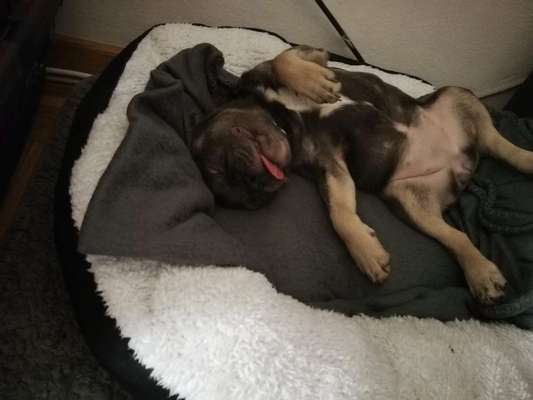 Französische Bulldoggen-Beitrag-Bild