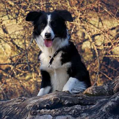 Hundetreffen-Spielen und ein bisschen Training