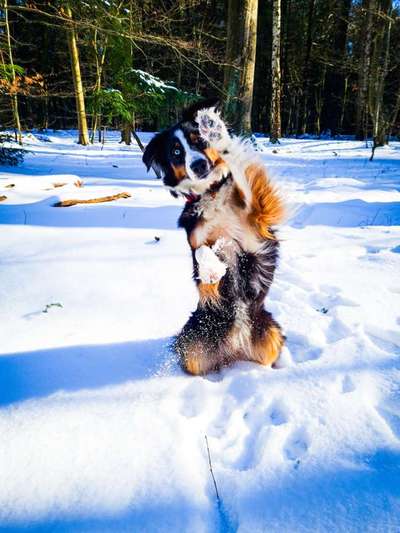 Zeigt mal die schönsten Bilder von euren Hunden !-Beitrag-Bild