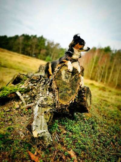 Dein Hund im Dogorama-Kalender 2021-Beitrag-Bild