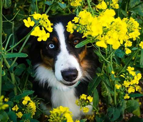 Die Dogorama Monats Challenge "Es grünt und blüht"-Beitrag-Bild