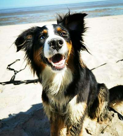 Dein Hund im Dogorama-Kalender 2021-Beitrag-Bild