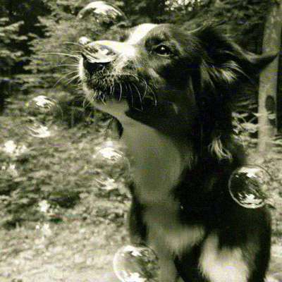 Dein Hund im Dogorama-Kalender 2021-Beitrag-Bild