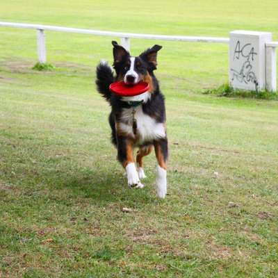 Dein Hund im Dogorama-Kalender 2021-Beitrag-Bild